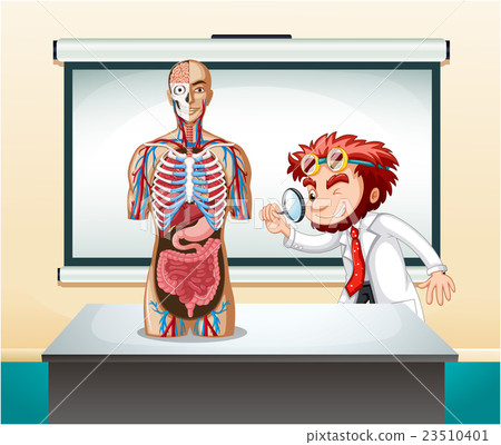Scientist and human anatomy model Scientist and human anatomy model 23510401