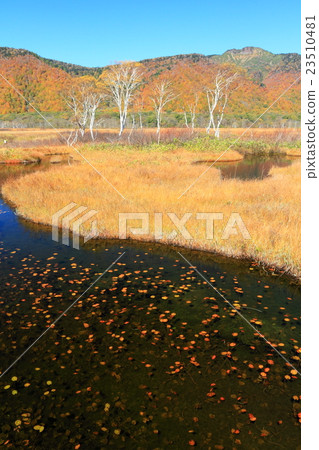 草秋葉Ozegahara和Hitoshiga浮動河 23510481