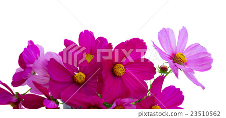 Cosmos pink flowers 23510562