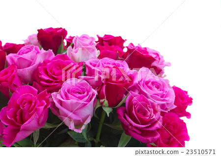 bouquet of fresh pink roses bouquet of fresh pink roses 23510571