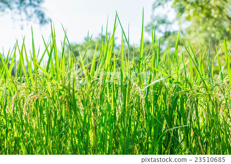 Rice grains in the field. Rice grains in the field. 23510685