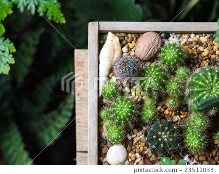 Little Cactus in wooden tray in day light. Little Cactus in wooden tray in day light. 23511033