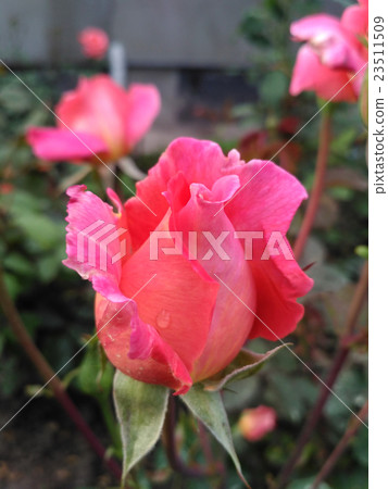 Ukrainian rose named Kievljanka, bred by Klimenko 23511509