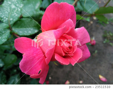 Ukrainian rose named Kievljanka, bred by Klimenko 23511510