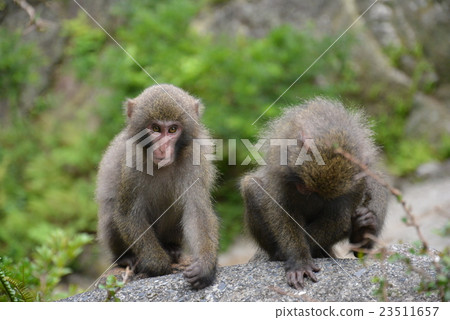 Yakushima monkey 23511657