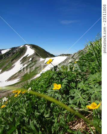 山花 山花 23511808