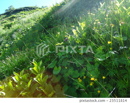 黑部源花 23511814