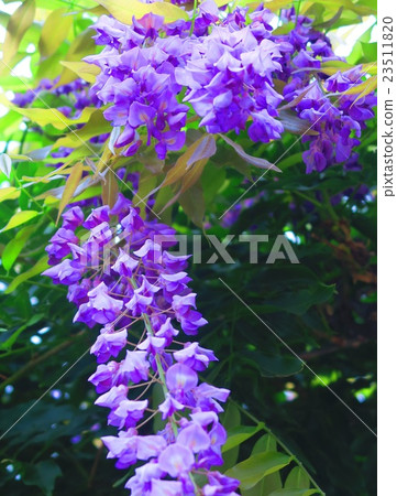 紫藤花 紫藤花 23511820