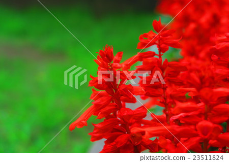 丹參花 丹參花 23511824