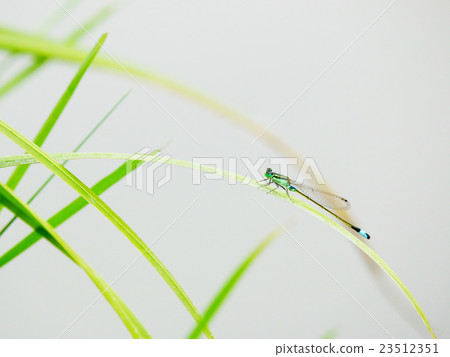 Ao montitonbo os 23512351