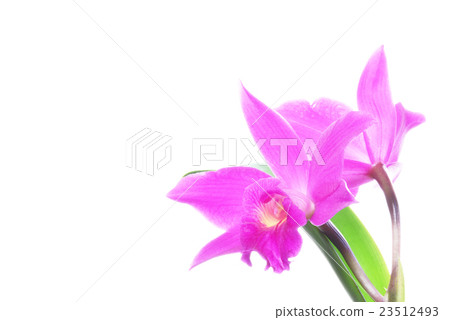 Pink mini cattleya 23512493
