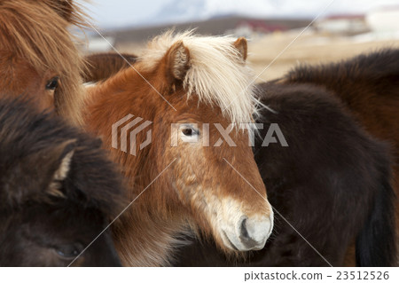 Icelandic horse in a herd 23512526