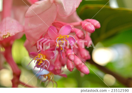Tree: Medinira Magnifica Button Department 23512590