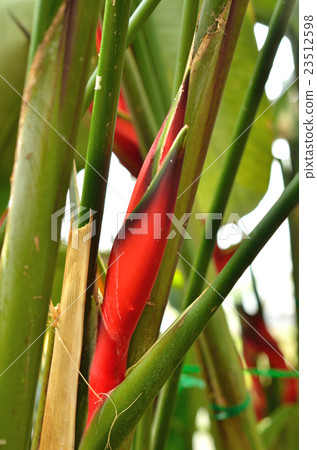 Plant: Heliconia · Fumilis Bathoidae 23512598