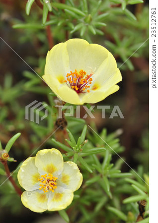 松葉按鈕 松葉按鈕 23512761