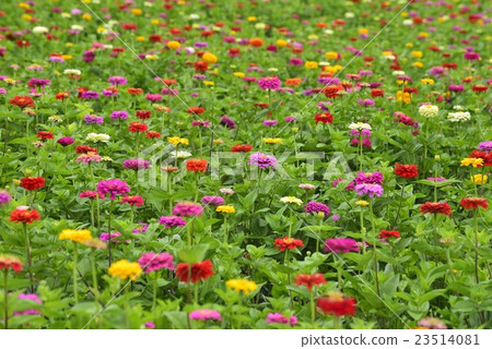 Bamboo grass 23514081