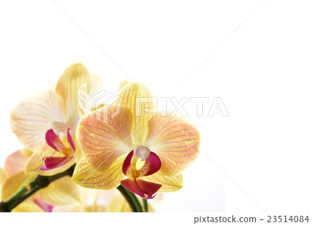 Mini Phalaenopsis orchid Gold Stripe 23514084