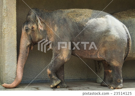Indian elephant Indian elephant 23514125