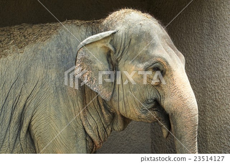 Indian elephant Indian elephant 23514127