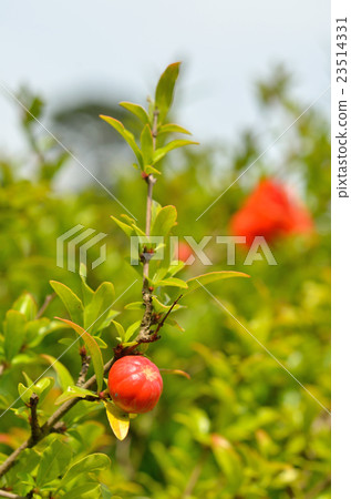 Tree: Phellodendron family 23514331