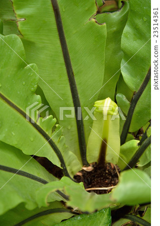植物:Sima otaniwatari Chalendaceae 植物:Sima otaniwatari Chalendaceae 23514361