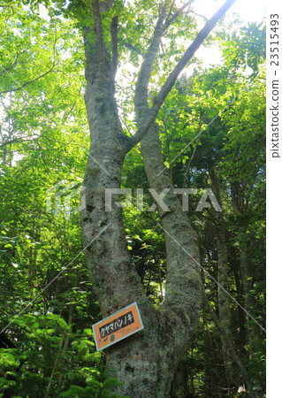 Mt. Fuji Yoshidaga Climbing path near the fourth stop 23515493