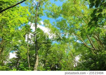 Mt. Fuji Yoshidaga mountain path near the fifth consecutive eyes Mt. Fuji Yoshidaga mountain path near the fifth consecutive eyes 23515494