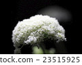 Carrot flowers 23515925