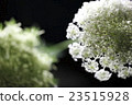Carrot flowers 23515928