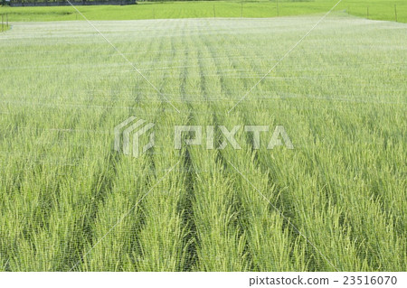 Rice field bird net 23516070