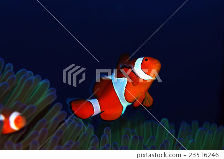 Clown anemonefish 23516246