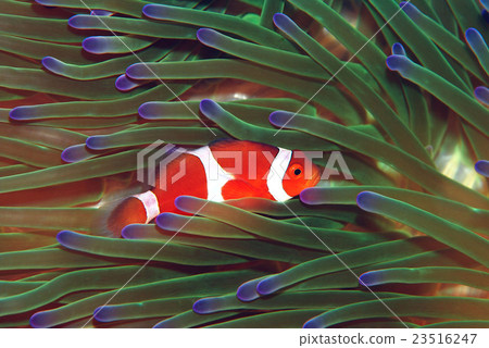 Clown anemonefish Clown anemonefish 23516247