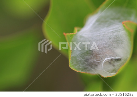 在蜘蛛網包裹的蜂杜娟花 23516282