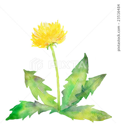 Watercolor illustration dandelion Watercolor illustration dandelion 23516484