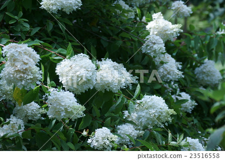 Glue sky Noryutsugi cultivar is Mizutazuki (Minato kiki) 23516558