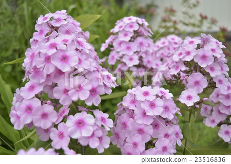 桃紅色螞蚱竹豌豆_ 1 23516836