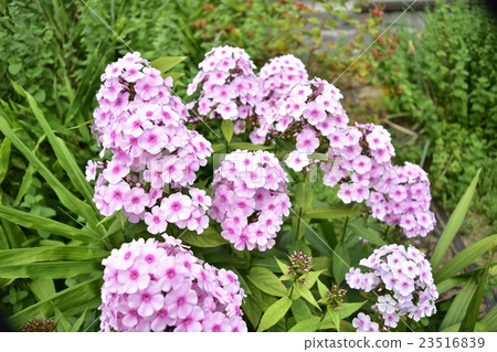 Pink grasshopper bamboo peach _ 4 23516839