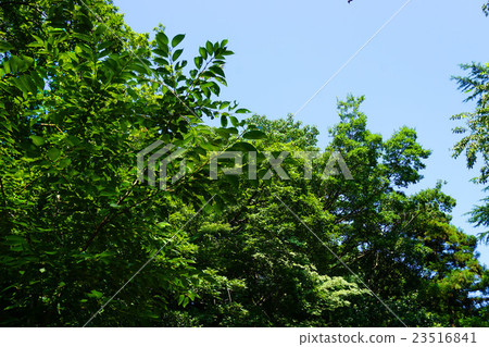 Blue sky and tree 23516841
