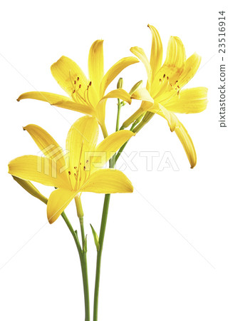 Flower yellow lily Flower yellow lily 23516914