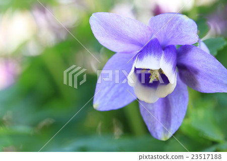 Simple and tasteful Japanese oedamaki 23517188