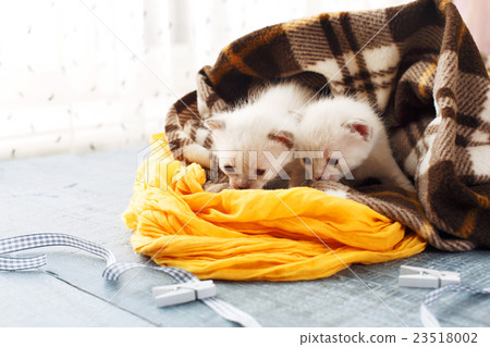 White Newborn kittens in a plaid blanket 23518002