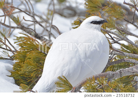 Japanese black goose 23518732