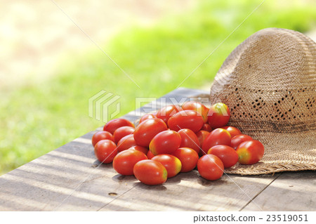  櫻桃西紅柿 23519051