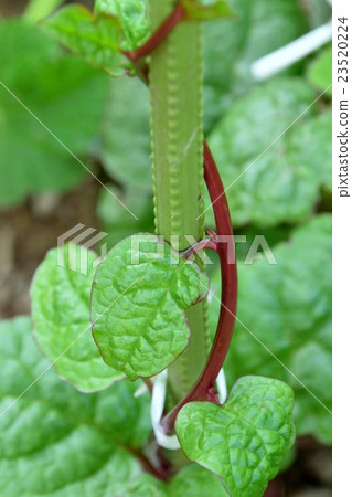 Vines are difficult to wind up 23520224