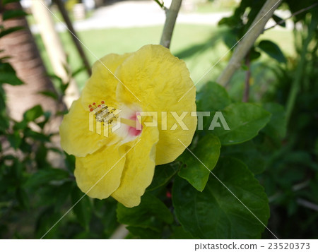 Yellow hibiscus Yellow hibiscus 23520373