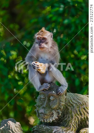 Monkey in forest park in Ubud - Bali Indonesia 23522774