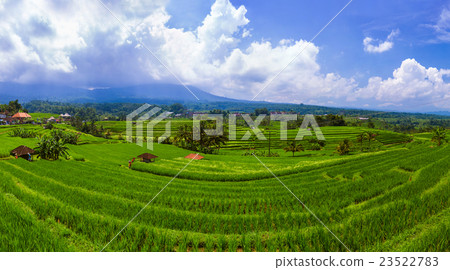 Rice fields - Bali island Indonesia 23522783