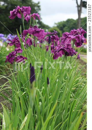 Iris Iris 23523187