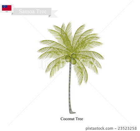 Coconut Tree, A Native Tree of Samoa 23523258