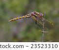 Perched dragonfly. 23523310